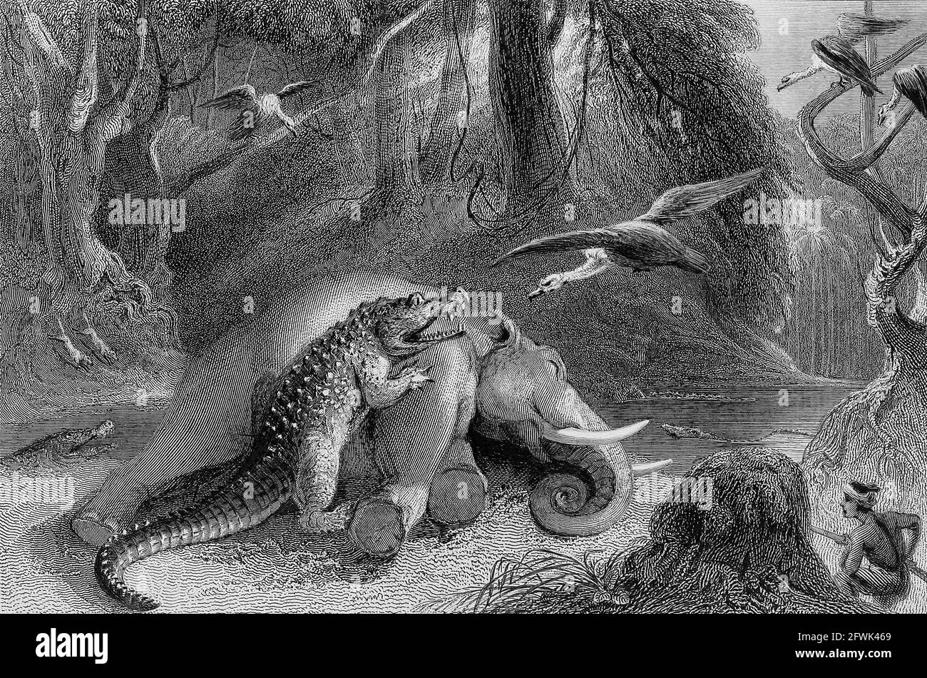 Alligatore e ElefantaDopo il libro ' The Oriental Annual, or, Scenes in India ' del Rev. Hobart Caunter pubblicato da Edward Bull, Londra 1834 incisioni da disegni di William Daniell Foto Stock