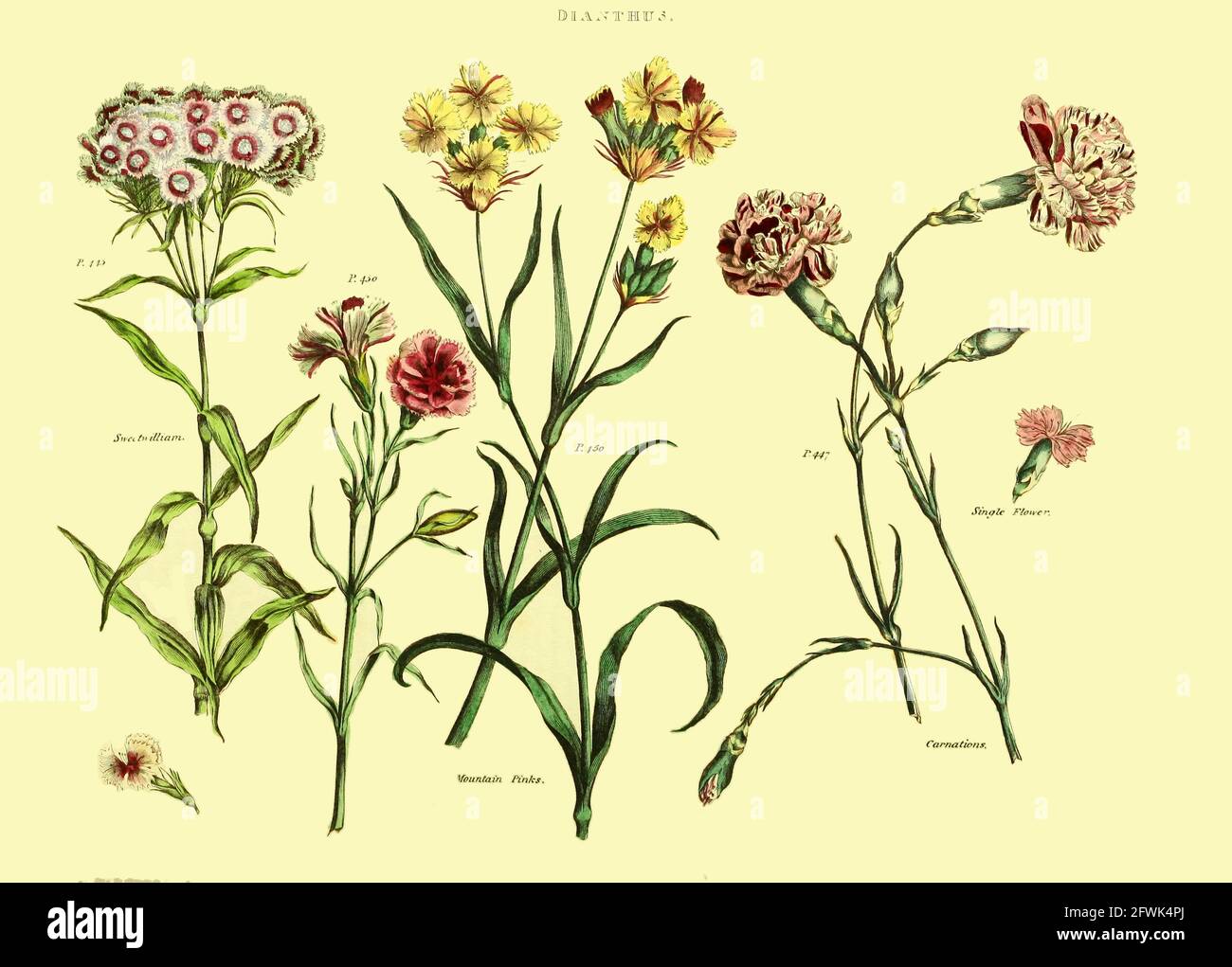 Dianthus (garofani) da Vol 1 del libro l'erbe universale : o dizionario botanico, medico e agricolo : contenente un resoconto di tutte le piante conosciute nel mondo, disposte secondo il sistema Linneo. Specificando gli usi a cui sono o possono essere applicati da Thomas Green, pubblicato nel 1816 da Nuttall, Fisher & Co. A Liverpool e stampato presso la Caxton Press da H. Fisher Foto Stock