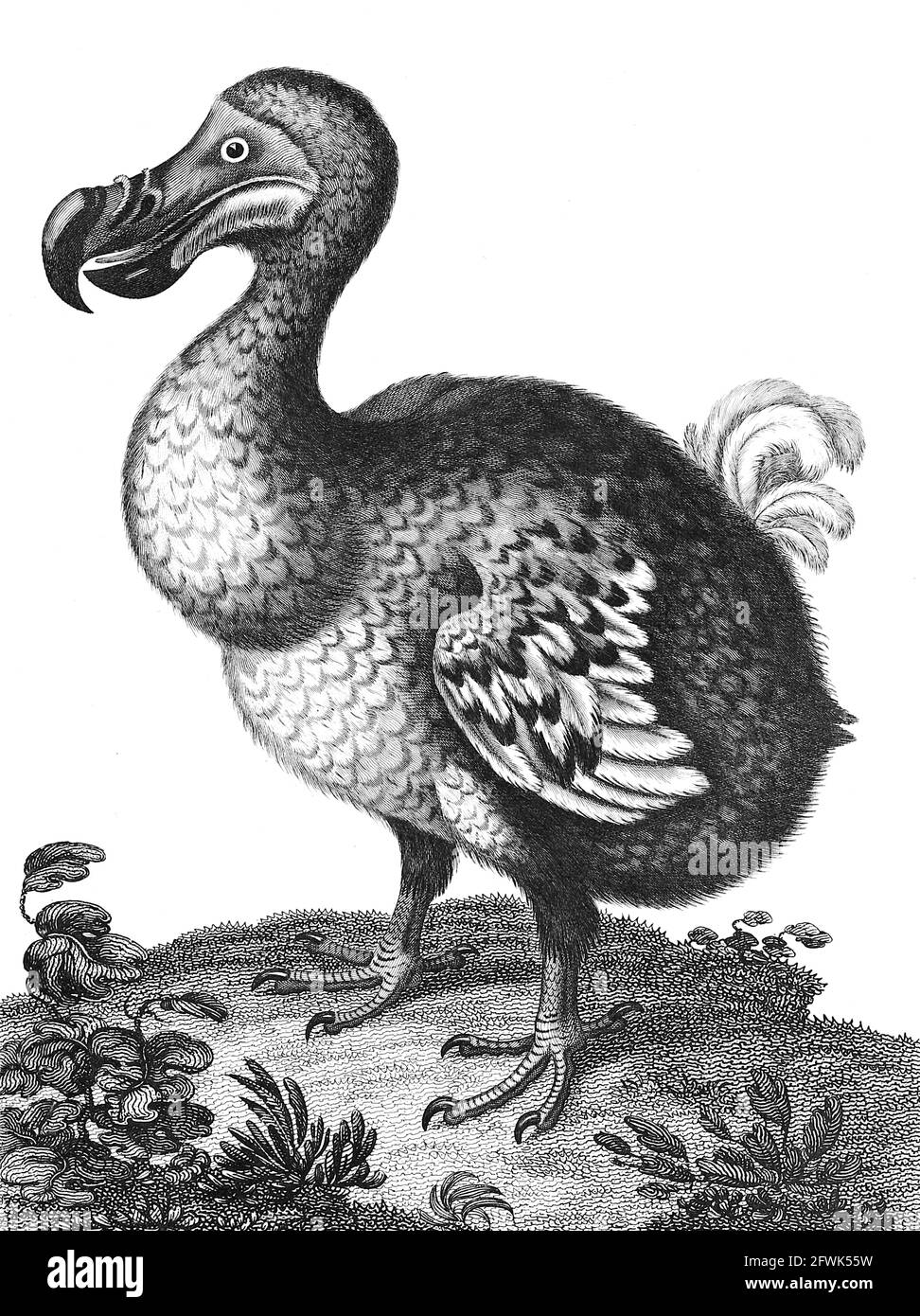 Didus il Dodo Hooded [il Dodo (Raphus cucullatus) è un uccello estinto senza luce che era endemico all'isola di Mauritius, ad est del Madagascar nell'Oceano Indiano. Il parente genetico più vicino del dodo era anche il Rodrigues solitario estinto, i due che formano la sottofamiglia Raphinae della famiglia dei piccioni e delle colombe]. Incisione su copperplate dell'Enciclopedia Londinensis OR, dizionario universale delle arti, delle scienze e della letteratura; Volume V; a cura di Wilkes, Giovanni. Pubblicato a Londra nel 1810 Foto Stock