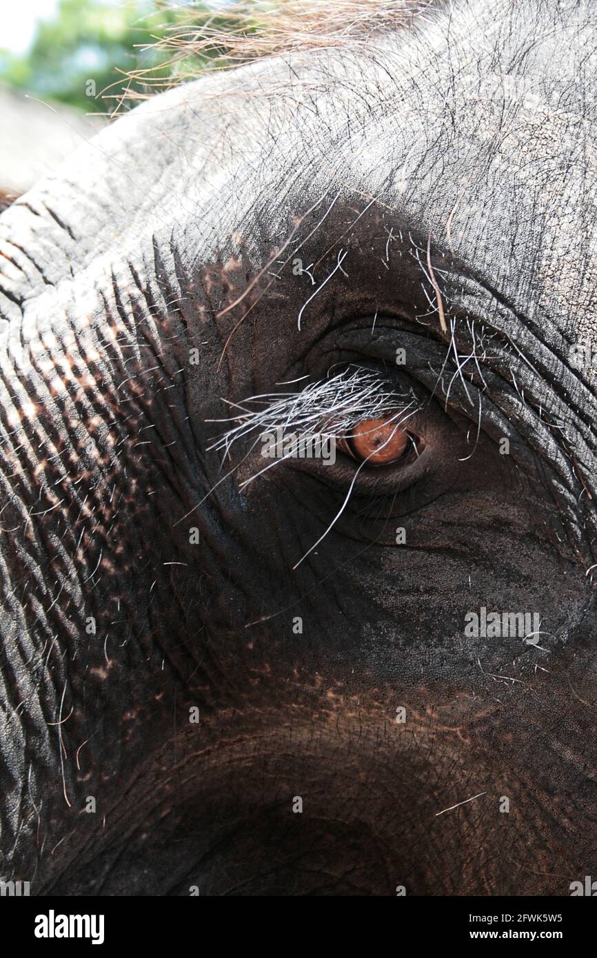 Occhio di un elefante con lunghe ciglia Foto Stock