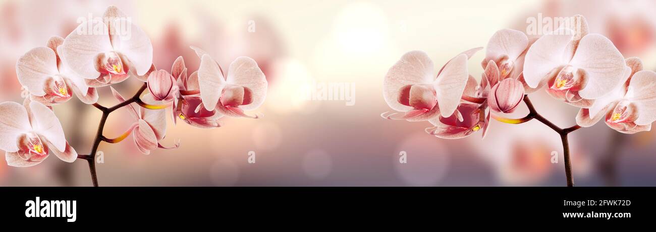 Orchidee estive in fiore con sfondo bokeh, colori pastello e morbidi Foto Stock