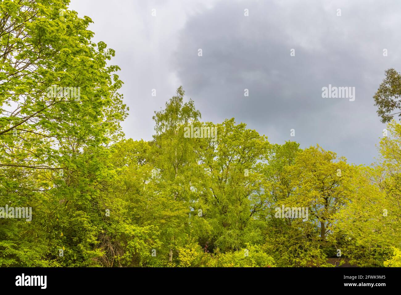 Nuvole grigie minacciose e cielo scuro diurno su un treeline di alberi decidui misti con foglie di primavera verde fresco in Surrey, Inghilterra sud-orientale Foto Stock