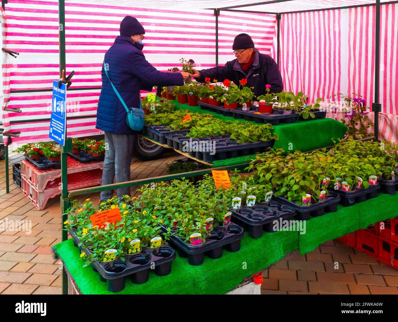 Un giardiniere anziano donna anziana che compra la biancheria da letto e la pentola della molla Piante in un mercato settimanale fiore stallo a Redcar Nord Yorkshire Foto Stock