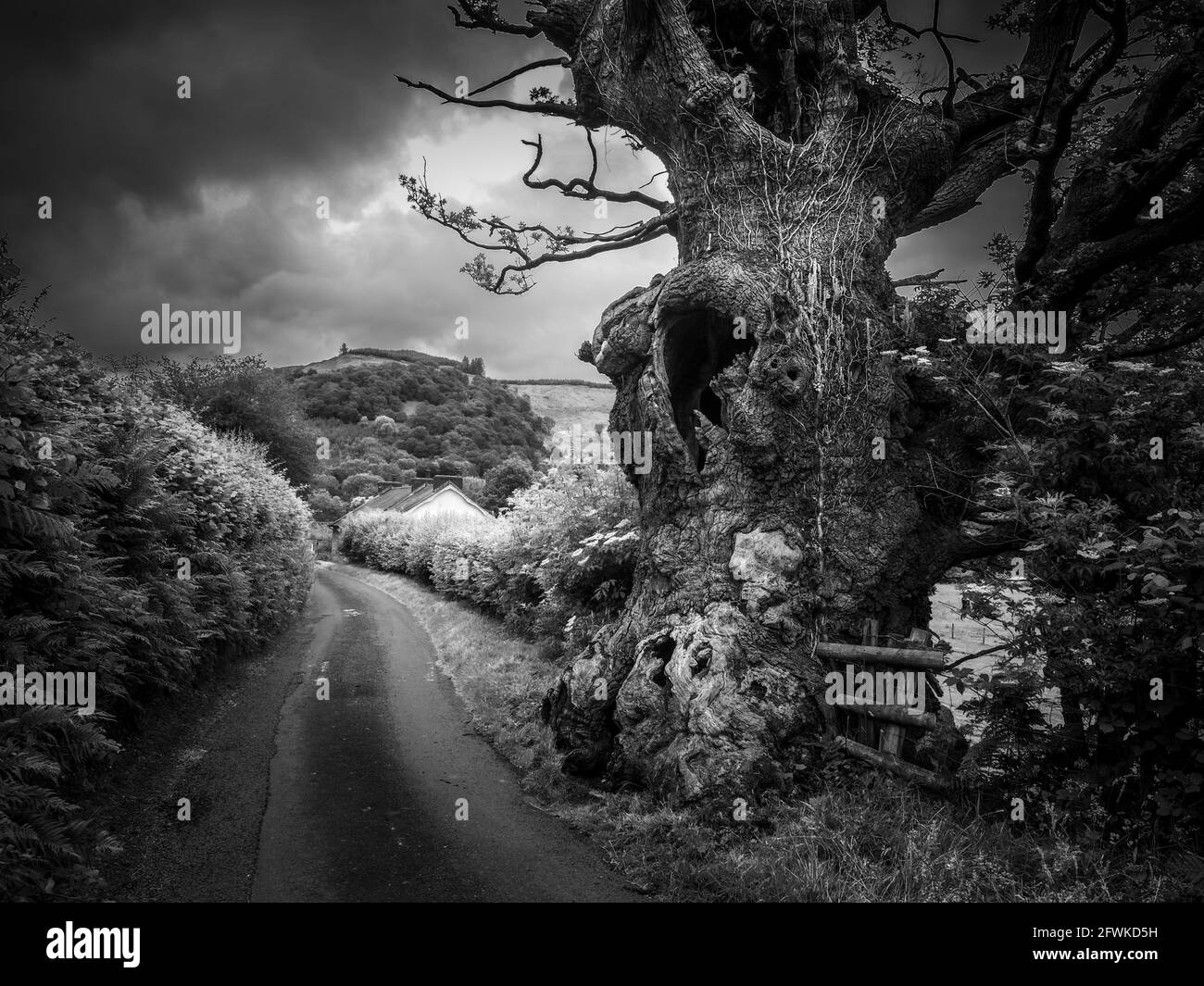 Old Oak Tree, Galles occidentale Foto Stock