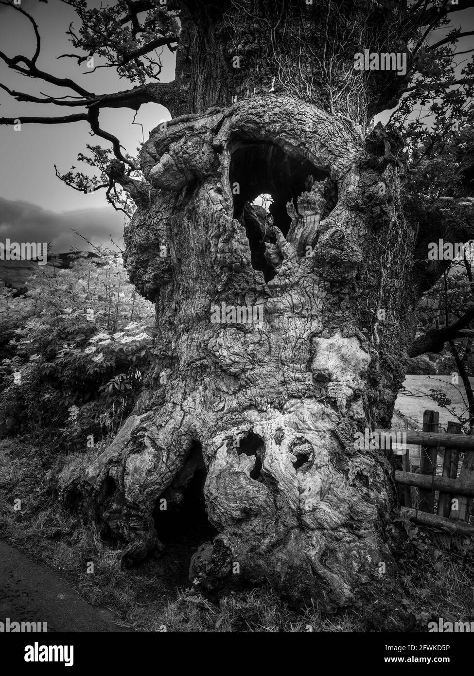 Old Oak Tree, Galles occidentale Foto Stock