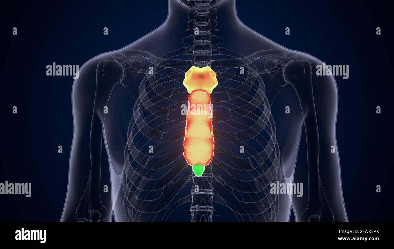 anatomia dello scheletro umano maschile. illustrazione 3d. Foto Stock