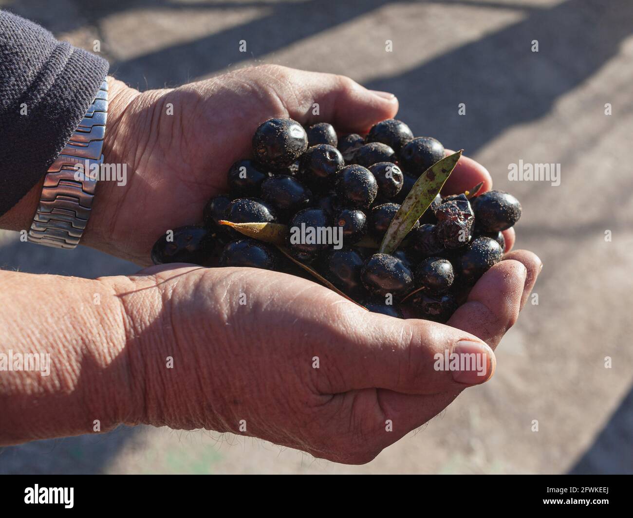 Olive nere nelle mani di una persona irriconoscibile, appena prelevate dal campo Foto Stock