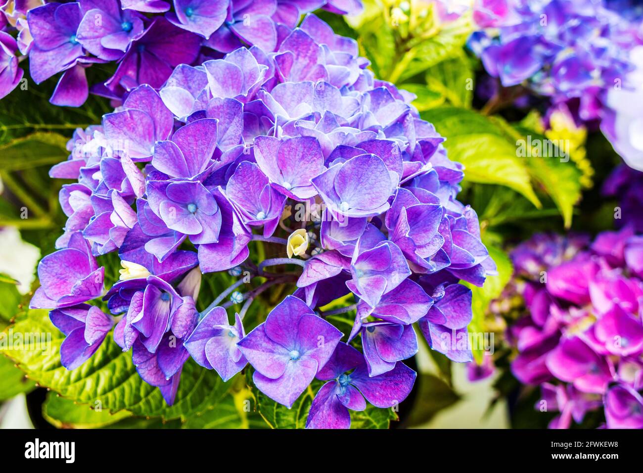 Primo piano di una grande testa di porpora Hydrangea macrophylla in un giardino. Foto Stock