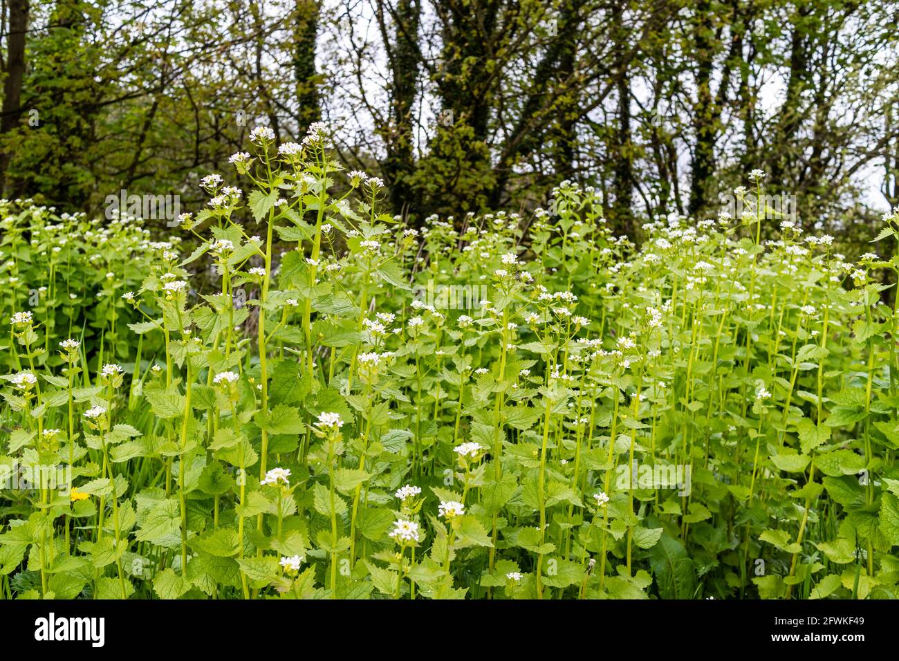 La senape all'aglio, conosciuta anche come 'Jack-by-the-hedge', pianta biennale di fioritura selvaggia. Alliaria petiolat. Famiglia Alliaria.Brassicaceae. Foto Stock