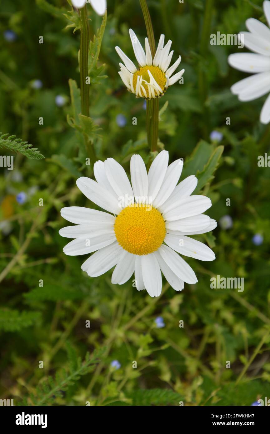 Daisy Flower, Field Daisies, Daisy in Bloom, DSLR Foto Stock