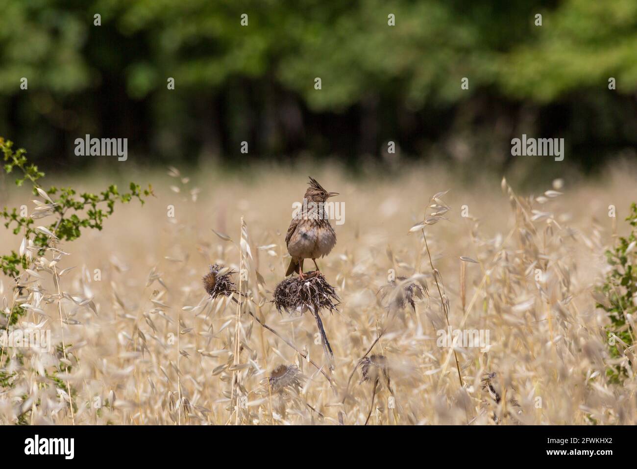 Uccello di lark crestato che riposa sui rami dell'albero Foto Stock