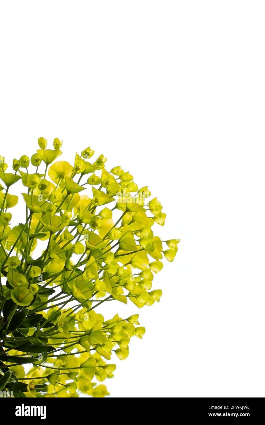 Euphorbia Characias sottospecie, Euphorbiaceae, Spurge Flower isolato su uno sfondo bianco con Copy Space UK Foto Stock
