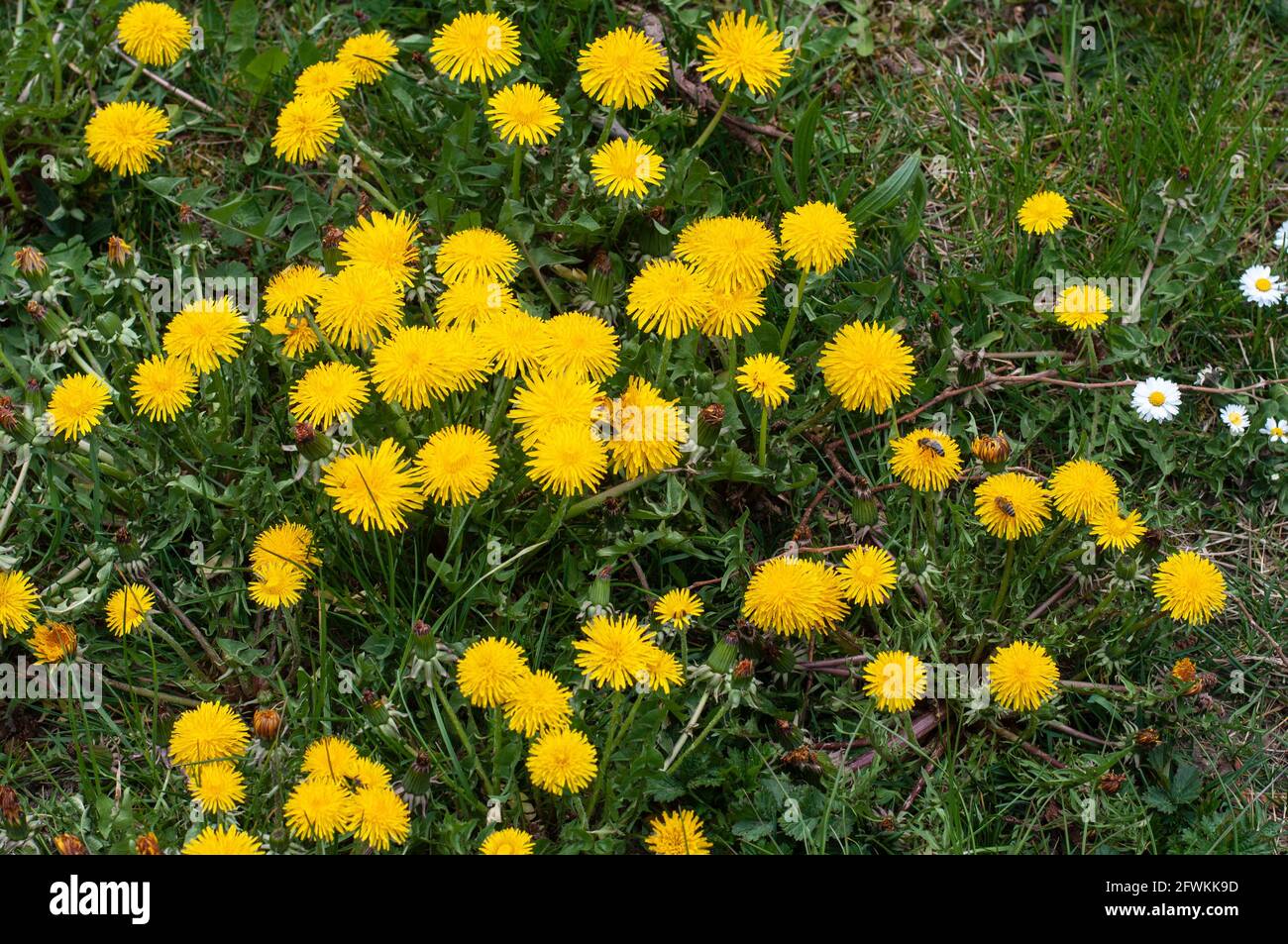un gruppo di diandelioni fioriti gialli in un prato visitato da api mellite Foto Stock