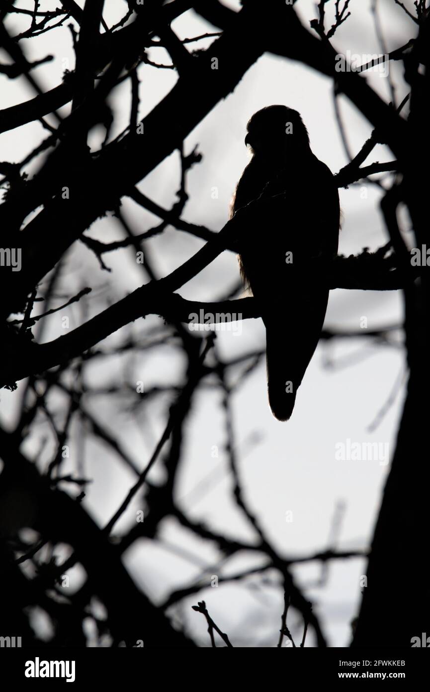 Silhouette monocromatica, bianca e nera di un Kestrel, Falco tinnunculus, seduto in posizione eretta in un albero Regno Unito Foto Stock
