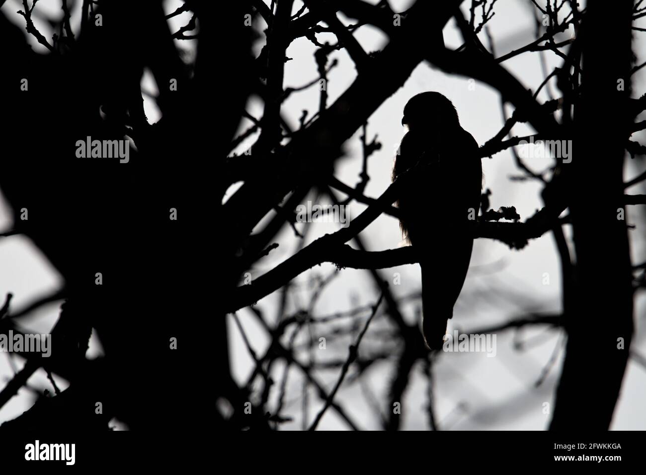 Silhouette monocromatica, bianca e nera di un Kestrel, Falco tinnunculus, seduto in posizione eretta in un albero Regno Unito Foto Stock
