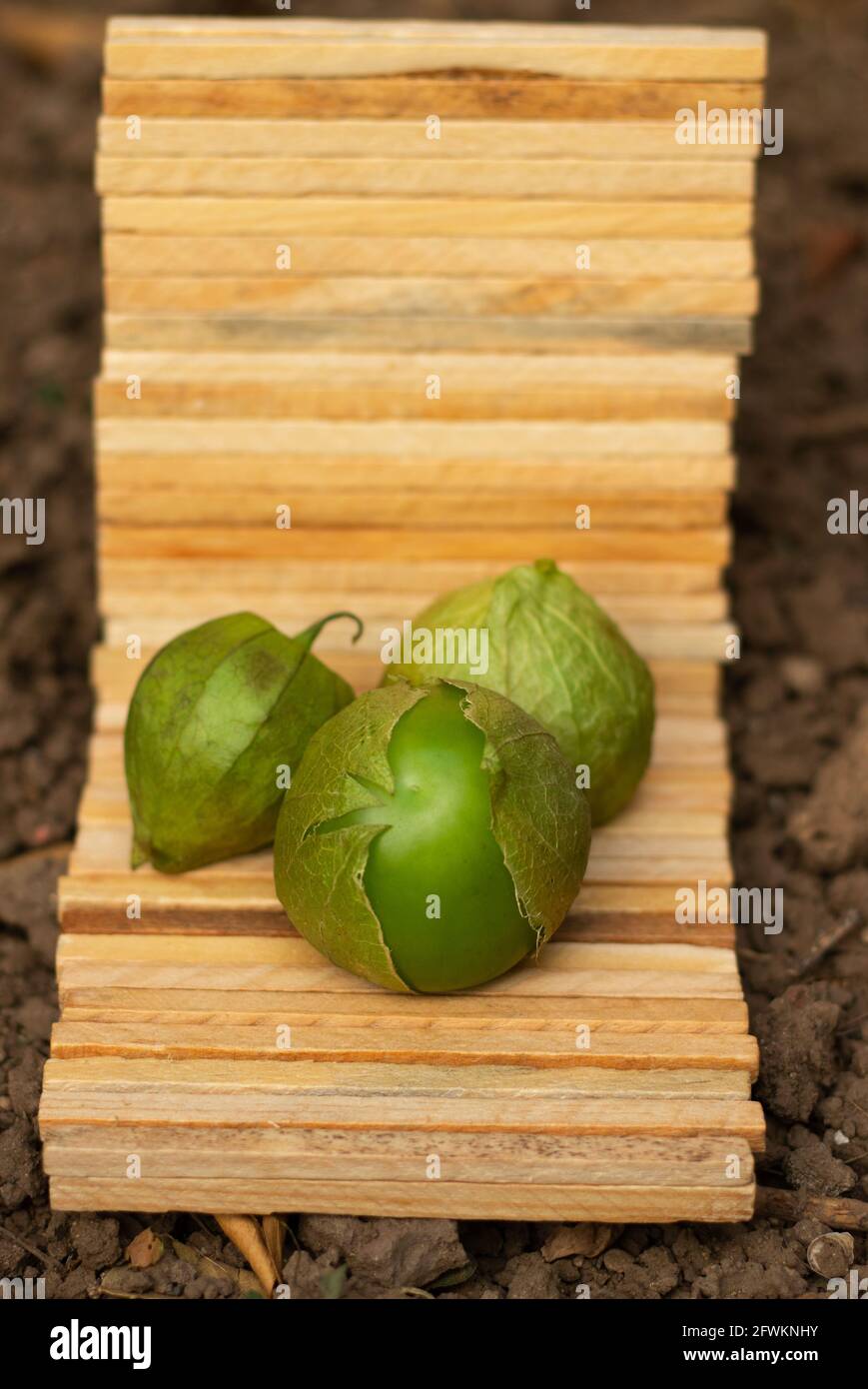 Tomatillos verde su un piccolo display in legno. Pomodoro di buccia messicano. Physalis ixocarpa Foto Stock