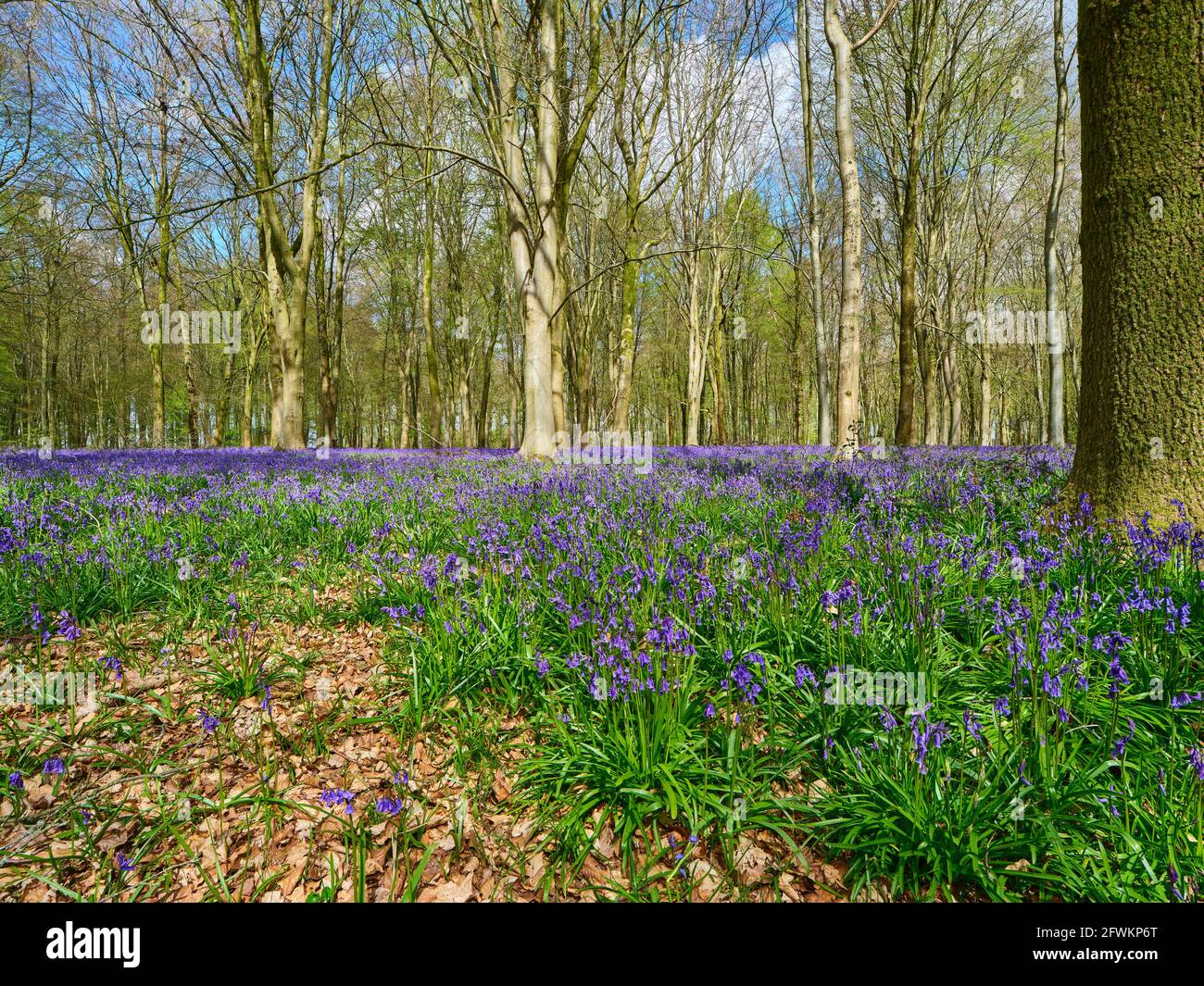 Un tappeto di Bluebells (Hyacinthoides non-scripta) che copre un terreno boscoso nel con grandi alberi sullo sfondo, Inghilterra, Regno Unito Foto Stock