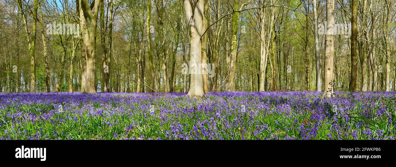 Una panoramica di un tappeto di Bluebells (Hyacinthoides non-scripta) che copre un pavimento di bosco in primo piano con alberi sullo sfondo, Inghilterra, Regno Unito Foto Stock