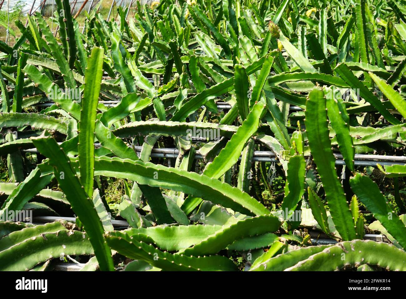 Il cactus Foto Stock