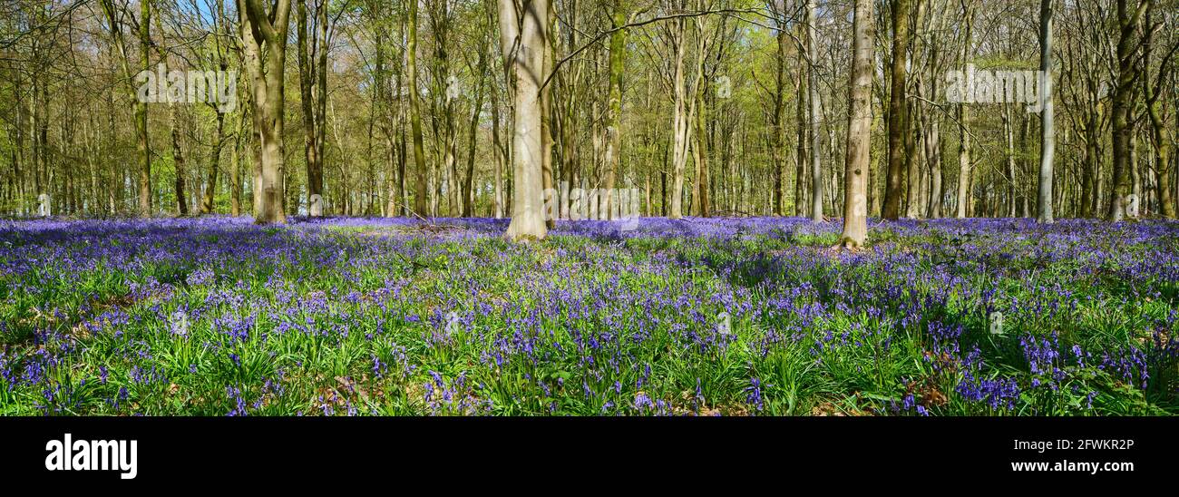 Una panoramica di un tappeto di Bluebells (Hyacinthoides non-scripta) che copre un pavimento di bosco in primo piano con alberi sullo sfondo, Inghilterra, Regno Unito Foto Stock