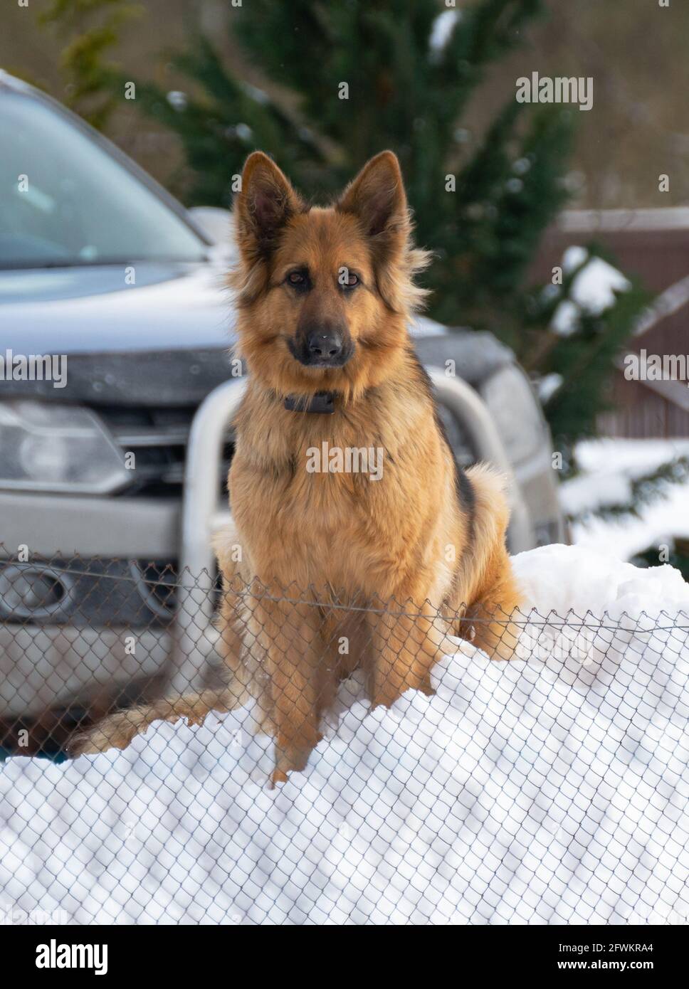 Cane che guarda verso la fotocamera. Auto, alberi e una casa nel backround. Recinzione e neve in primo piano. Foto Stock