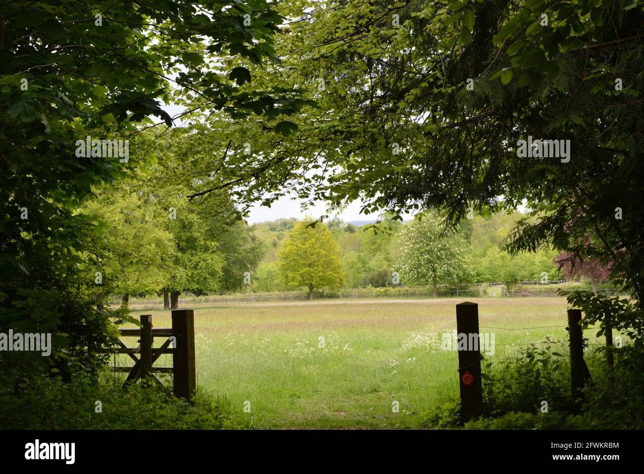 Fulbourn Cambridgeshire, passeggiate nella natura, passeggiate nei fiori Foto Stock