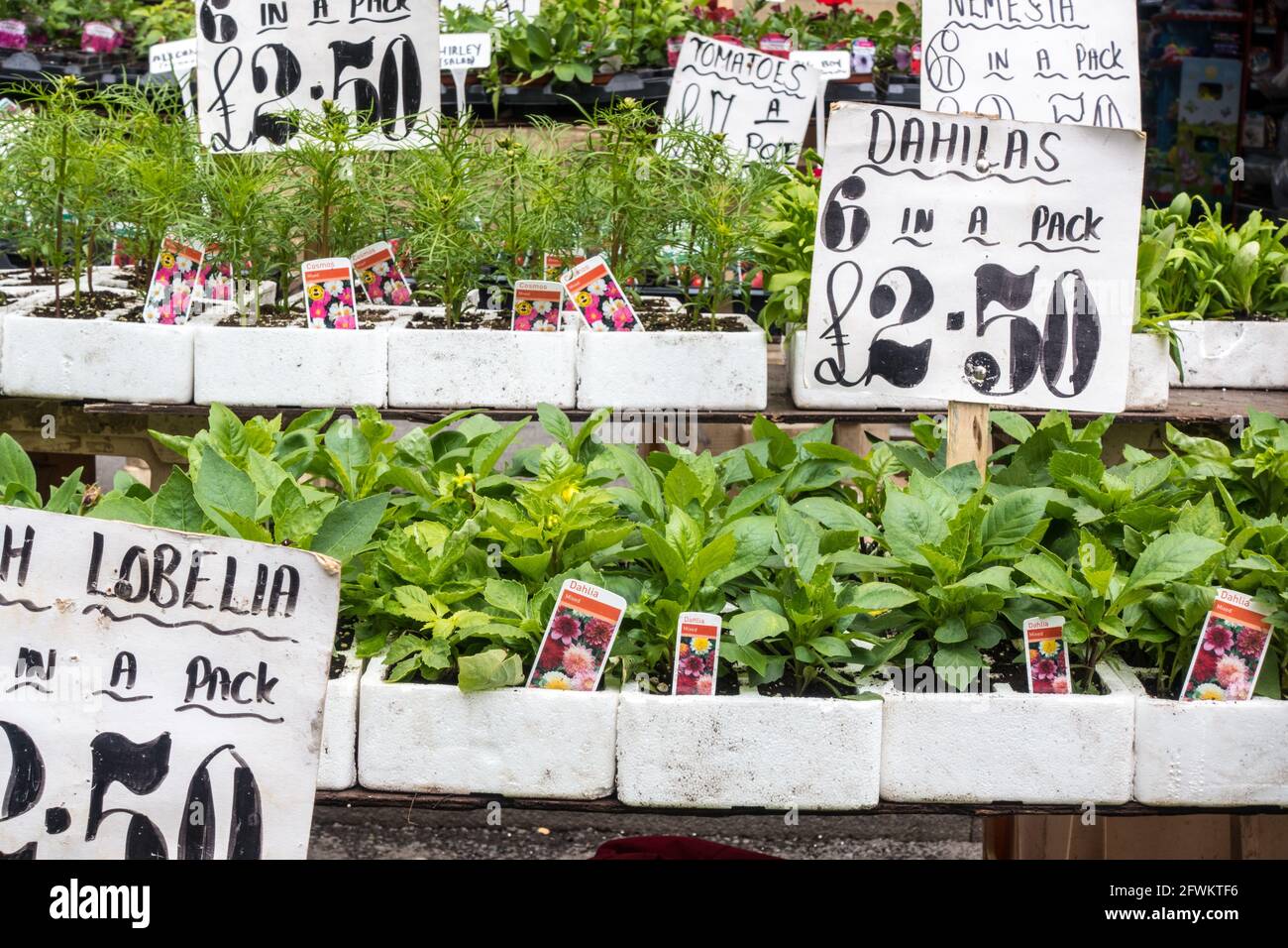 Seghe vegetali di fiori misti e ortaggi in vendita mercato all'aperto Foto Stock