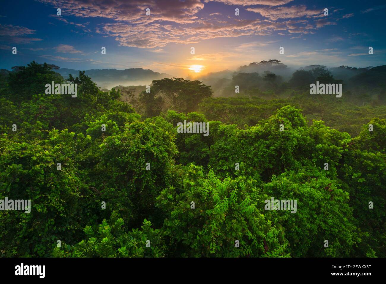 Paesaggio di Panama all'alba nella lussureggiante foresta pluviale del parco nazionale di Soberania, provincia di Colon, Repubblica di Panama, America Centrale. Foto Stock