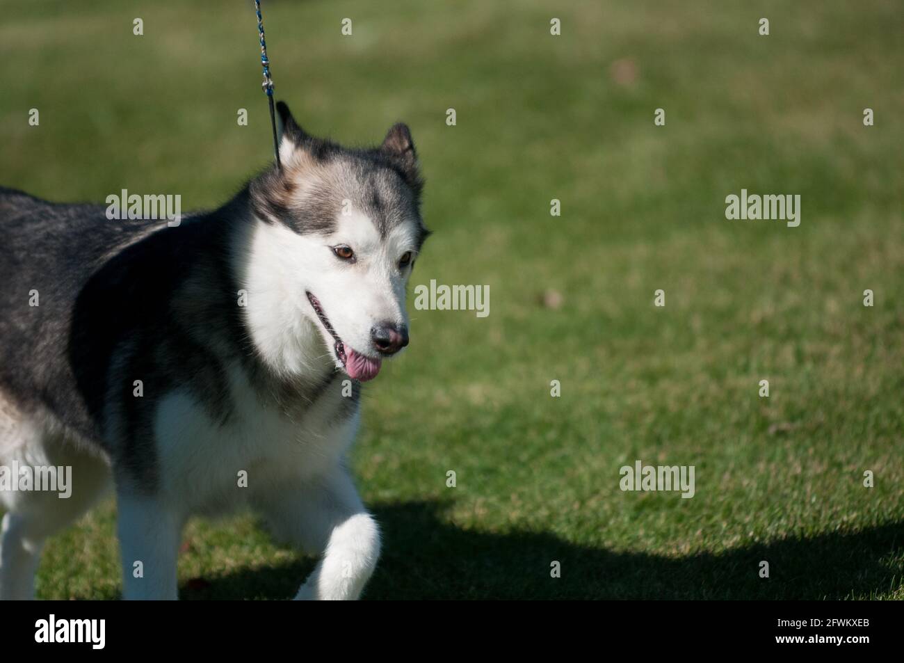 Malamute dell'Alaska allo spettacolo dei cani Foto Stock