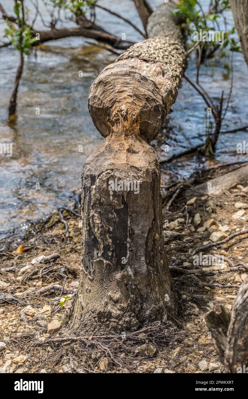 Un caster gnawed e masticato un piccolo albero ad un punto fino a che non si ruppe e caduto nel lago sopra una giornata di sole in primavera vista closeup Foto Stock