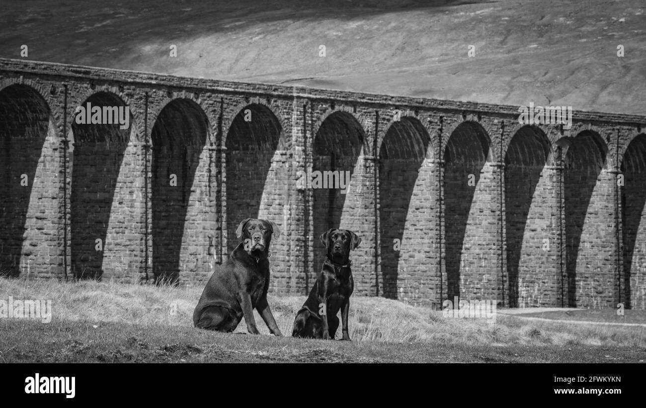 Ribblehead Viadotto, Yorkshire Dales, Regno Unito Foto Stock