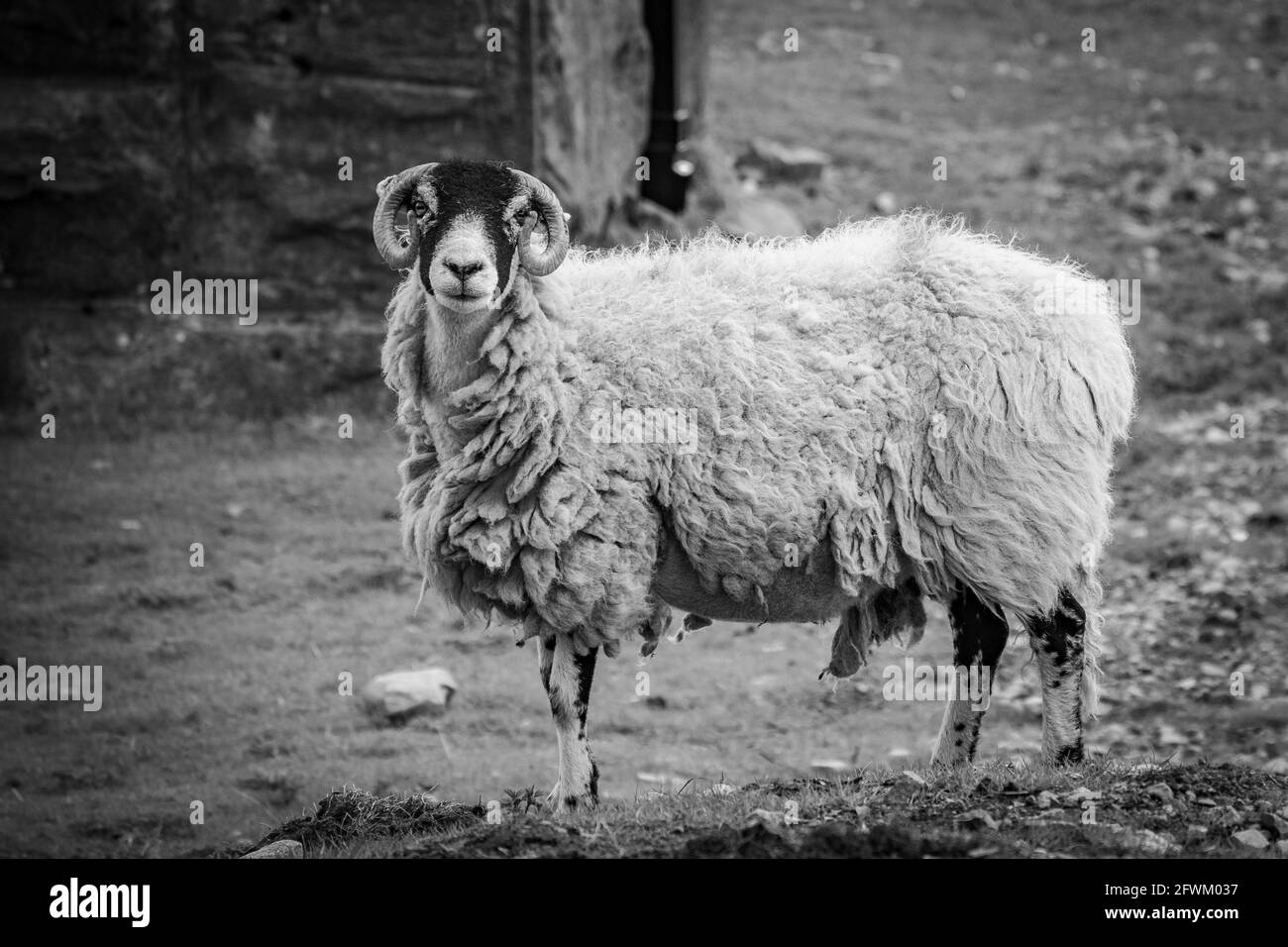 Ribblehead Viadotto, Yorkshire Dales, Regno Unito Foto Stock