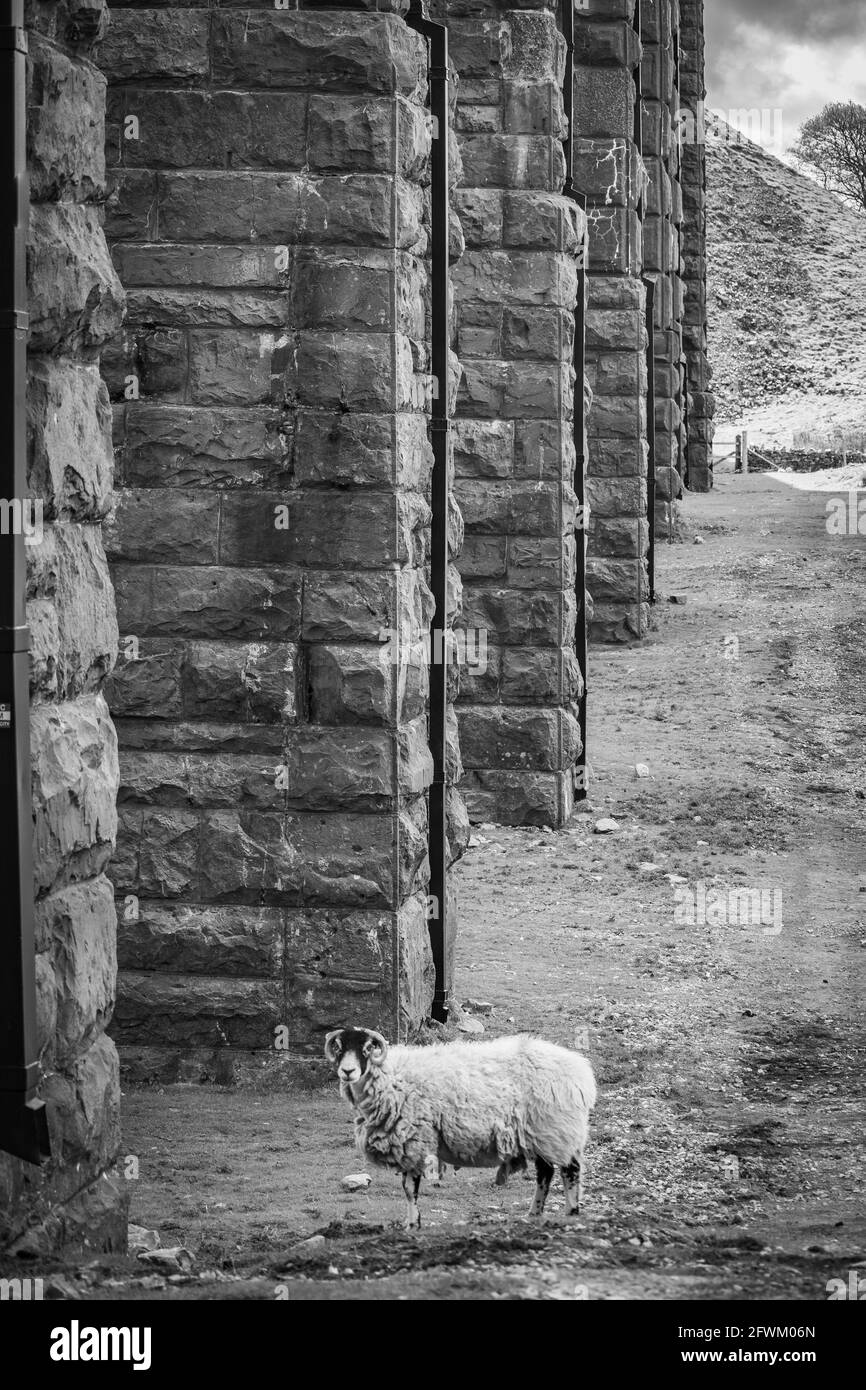 Ribblehead Viadotto, Yorkshire Dales, Regno Unito Foto Stock
