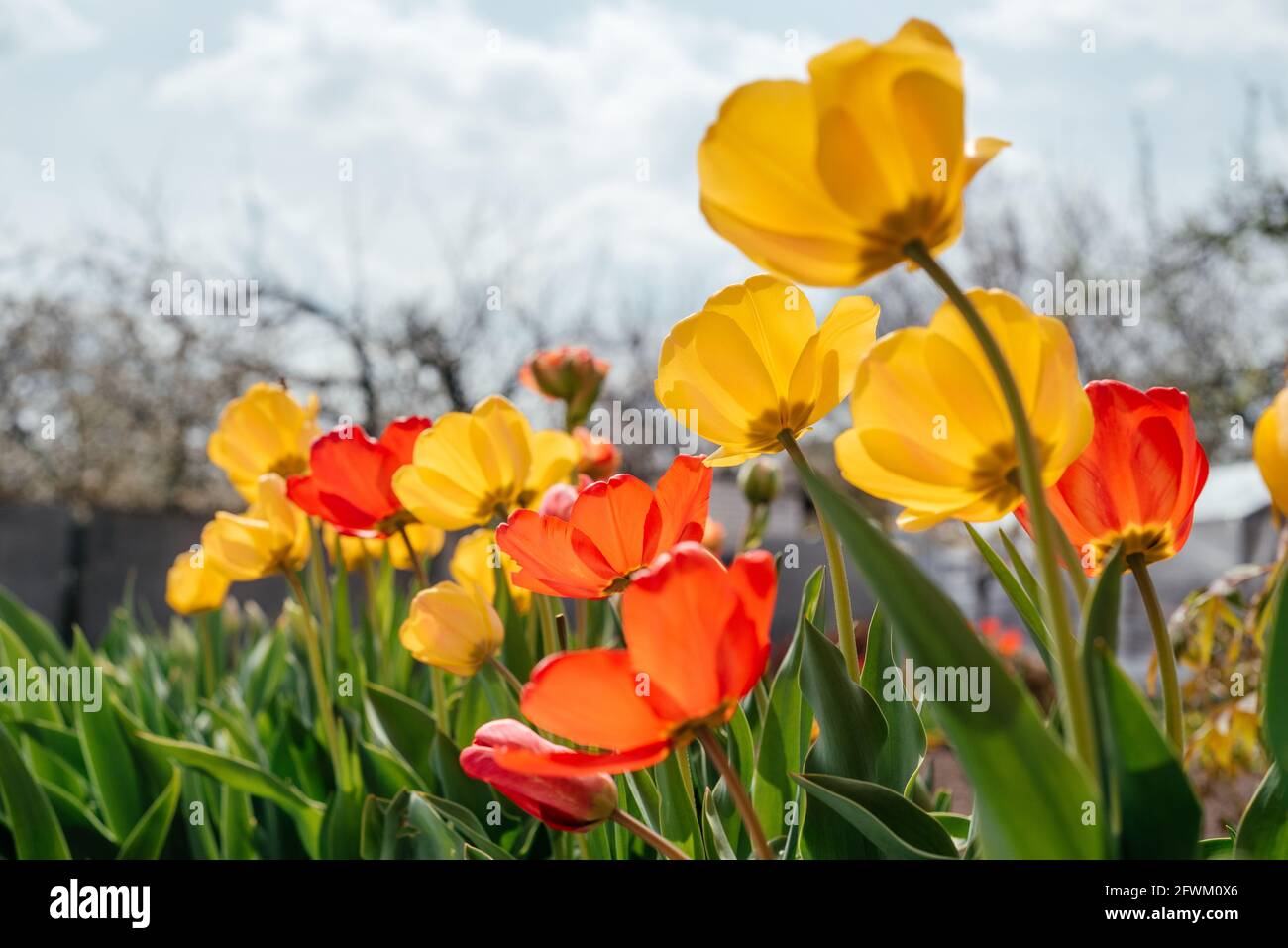 Tulipani rossi e gialli che ondeggiano nel vento contro un cielo nuvoloso Foto Stock