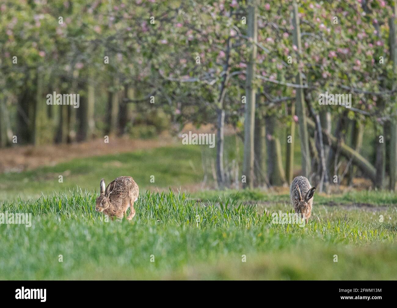 Un paio di ares marrone selvatiche secretive che corrono nel campo di grano degli agricoltori e frutteti di mele. Suffolk UK Foto Stock