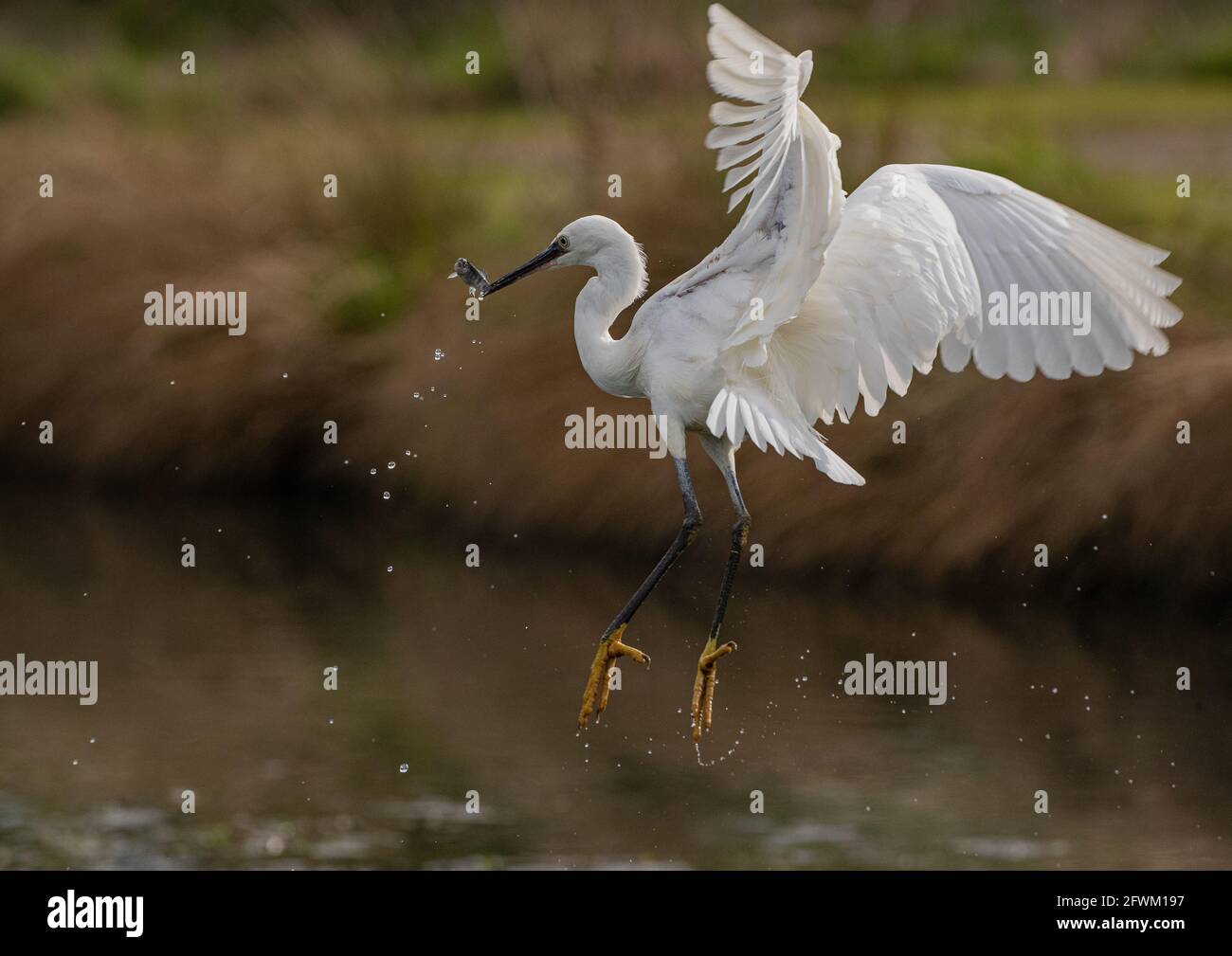 Un elegante piccolo Egret ( Egretta garzetta) in azione per catturare un pesce . In volo sopra l'acqua dolce nel sole di tarda sera. REGNO UNITO Foto Stock