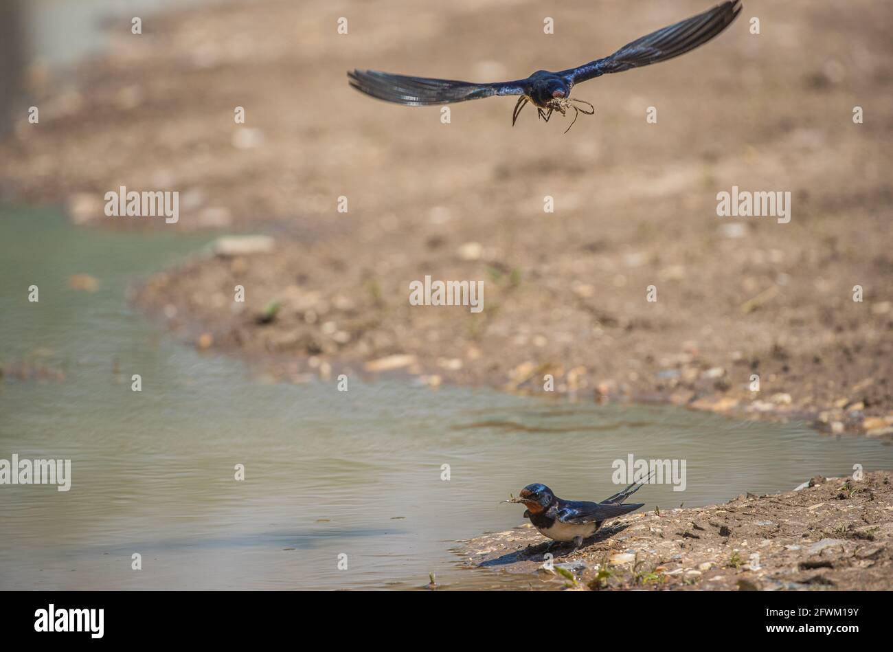 Un paio di rondini (Hirundo rustica ) sia in volo che in atterraggio. Entrambi raccogliendo fango per la costruzione del nido. Norfolk Regno Unito Foto Stock
