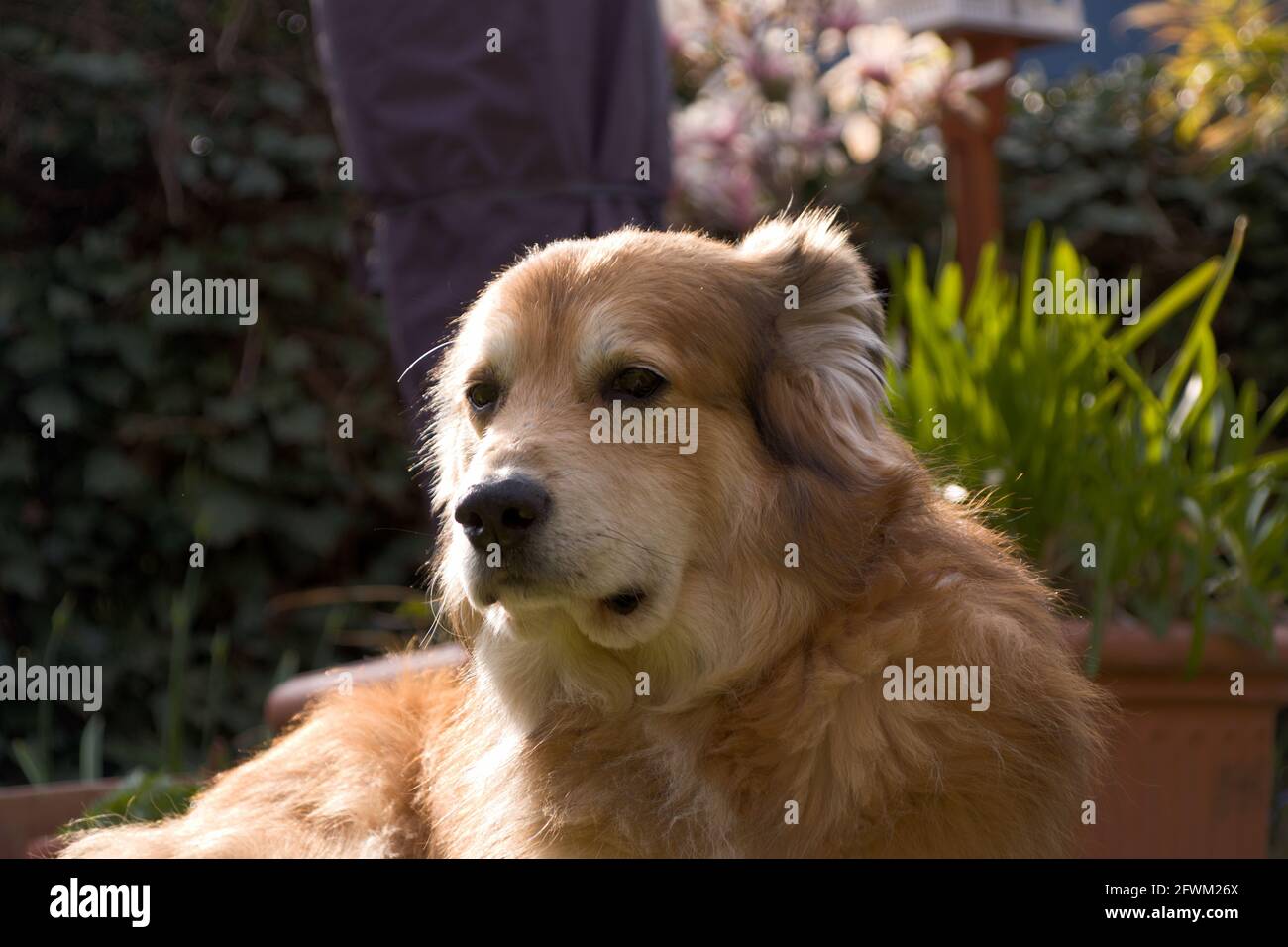 Ritratto di un cane di razza mista dalla Romania in il giardino in primavera Foto Stock