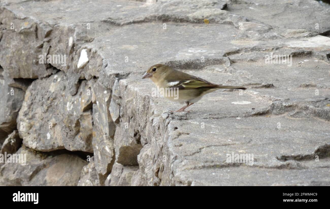 Piccolo uccello su parete di pietra grigia Foto Stock