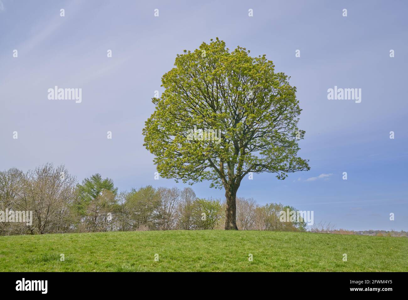 La primavera è balenata e questo albero solitario sembra bello Foto Stock