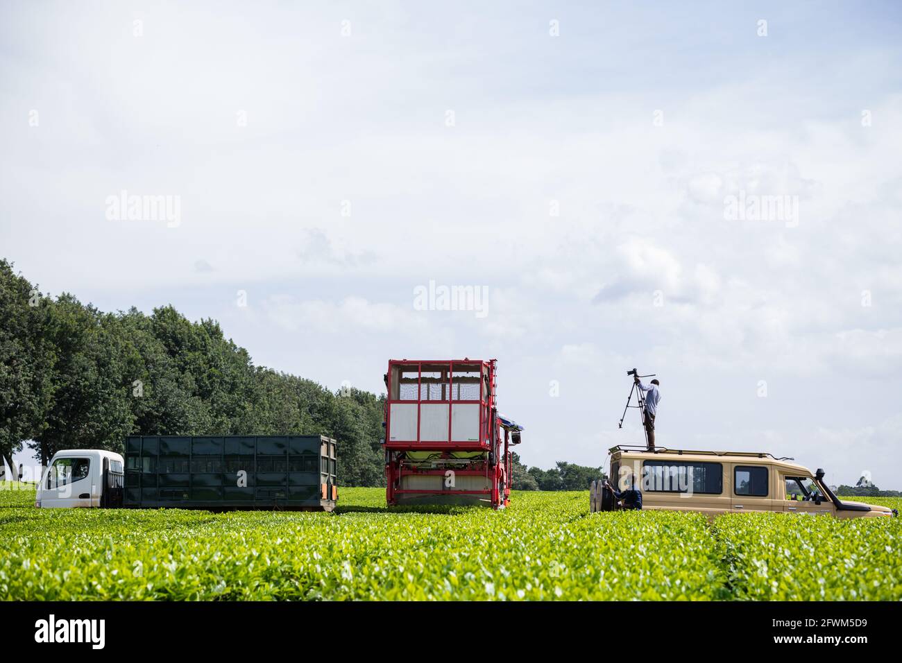 Tea Leave Farm Estate Plantation Pucking Machine Harvester al James Finlay nella contea di Kericho, Kenya Foto Stock