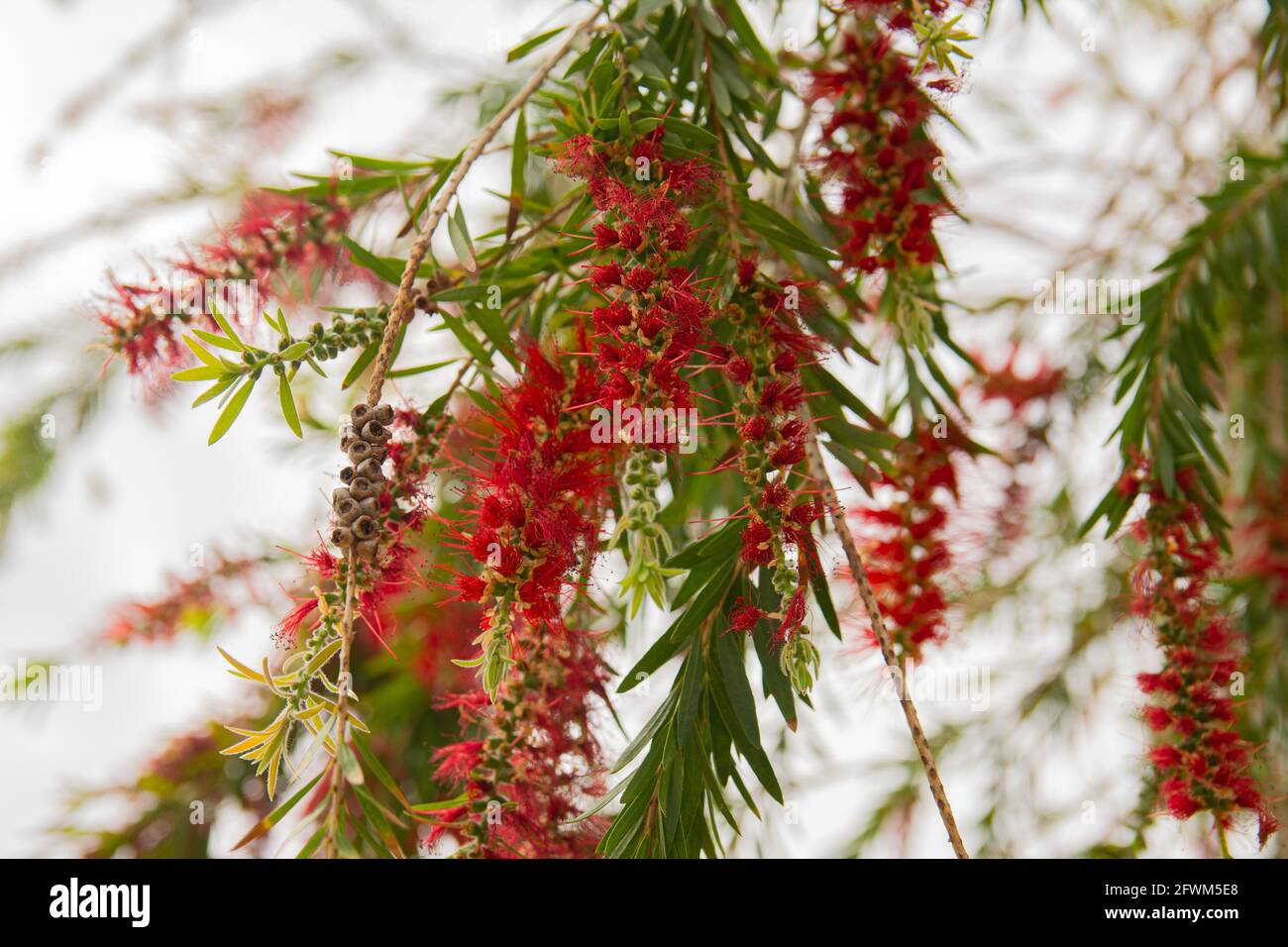 Bellissimi fiori rossi piangendo alberi di salice. Albero del bottlebrush piangente. Callistemon virinalis. Foto Stock