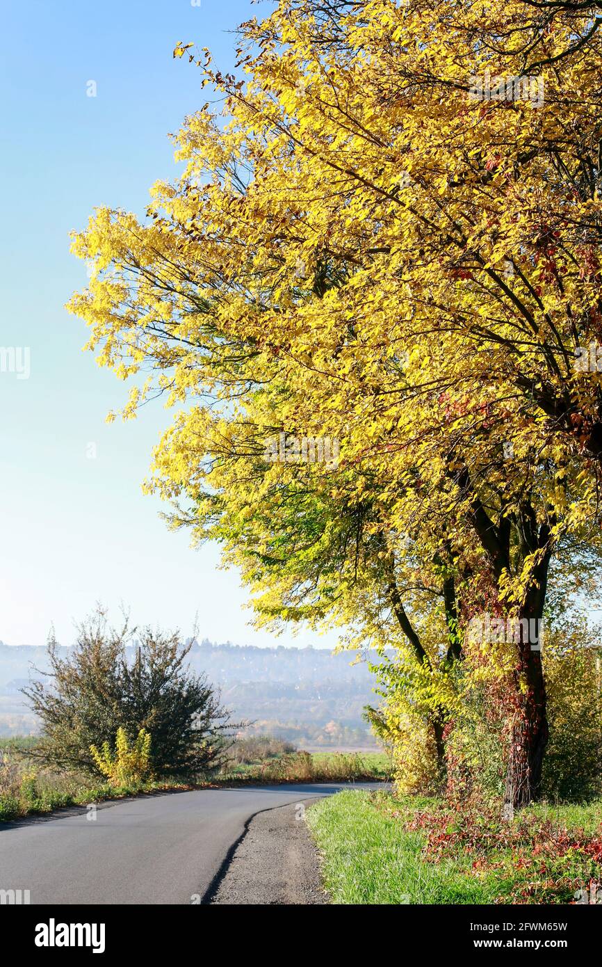 Paesaggio autunnale, alberi con foglie colorate, tempo di sole perfetto. Risorse grafiche Foto Stock
