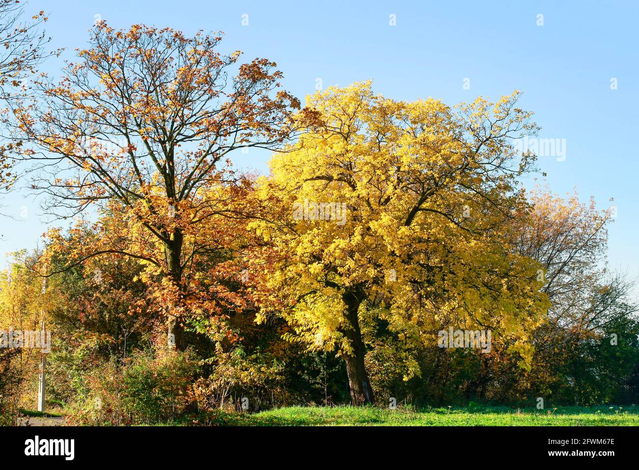 Paesaggio autunnale, alberi con foglie colorate, tempo di sole perfetto. Risorse grafiche Foto Stock