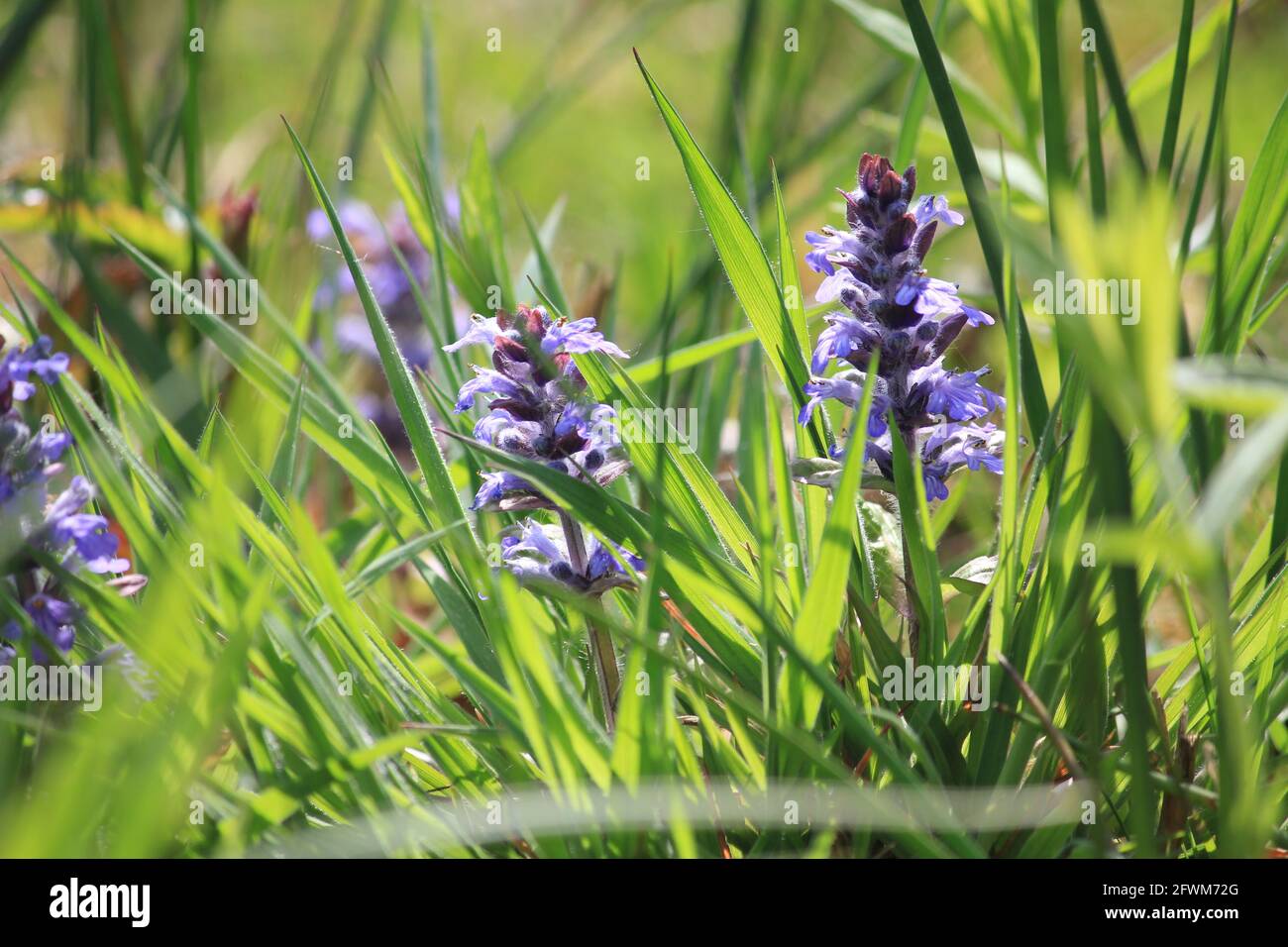 Fioritura nel parco cittadino di Staddijk a Nijmegen, Paesi Bassi Foto Stock