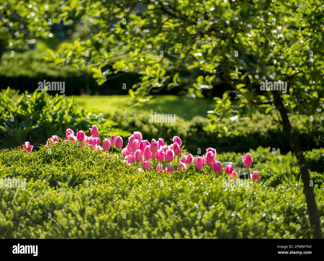 tulipani rosa nell'idilliaco giardino, luce della sera, magia Foto Stock