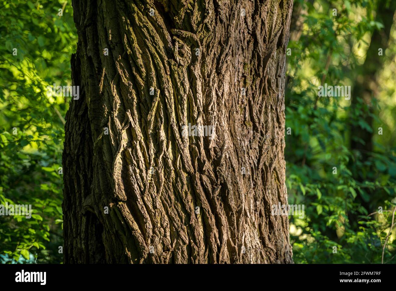la corteccia di un antico e magnifico albero Foto Stock