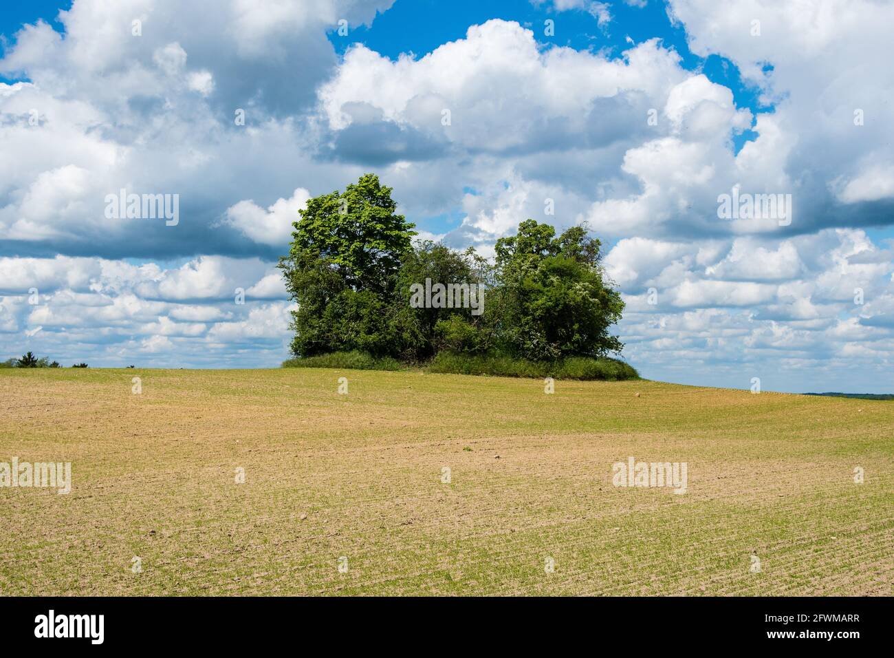 Gruppo di alberi sulla prateria Foto Stock