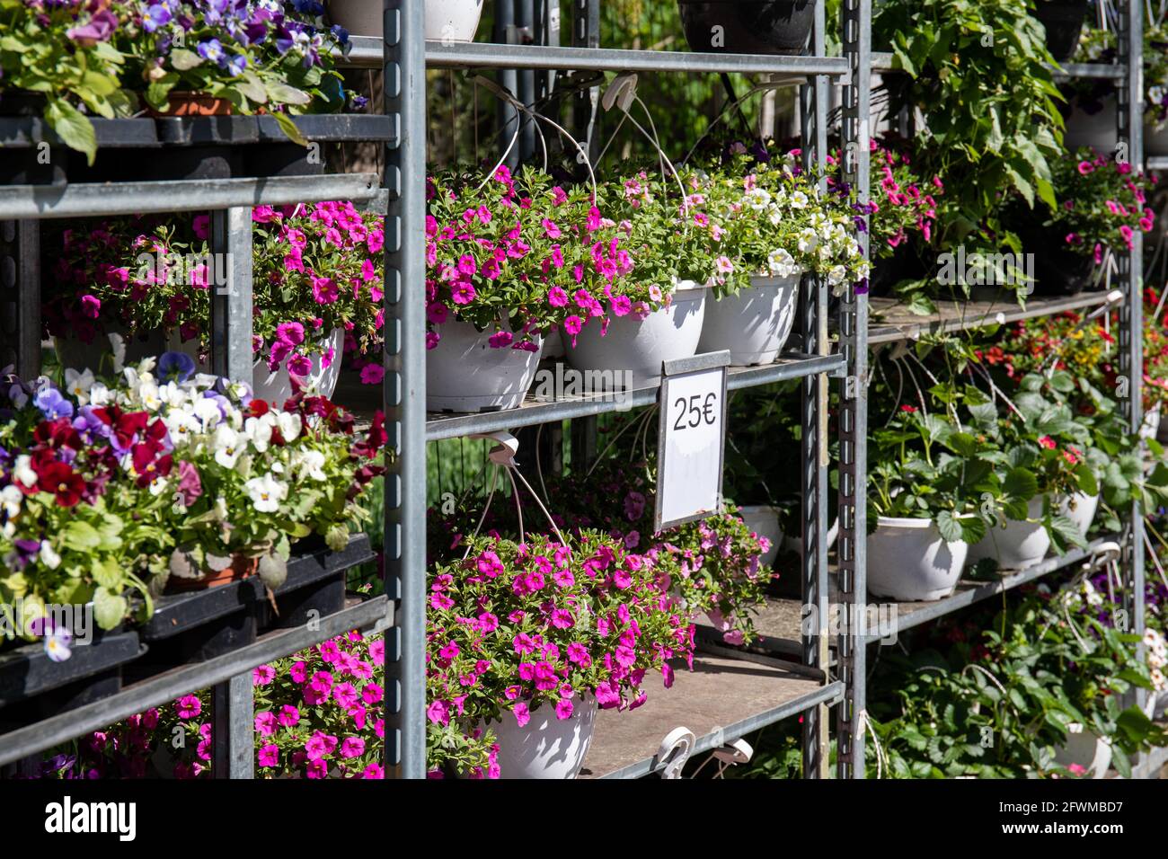 Cestini appesi e altri fiori da giardino in vendita presso un negozio di piante o un centro di giardinaggio nella zona euro o nella zona euro Foto Stock