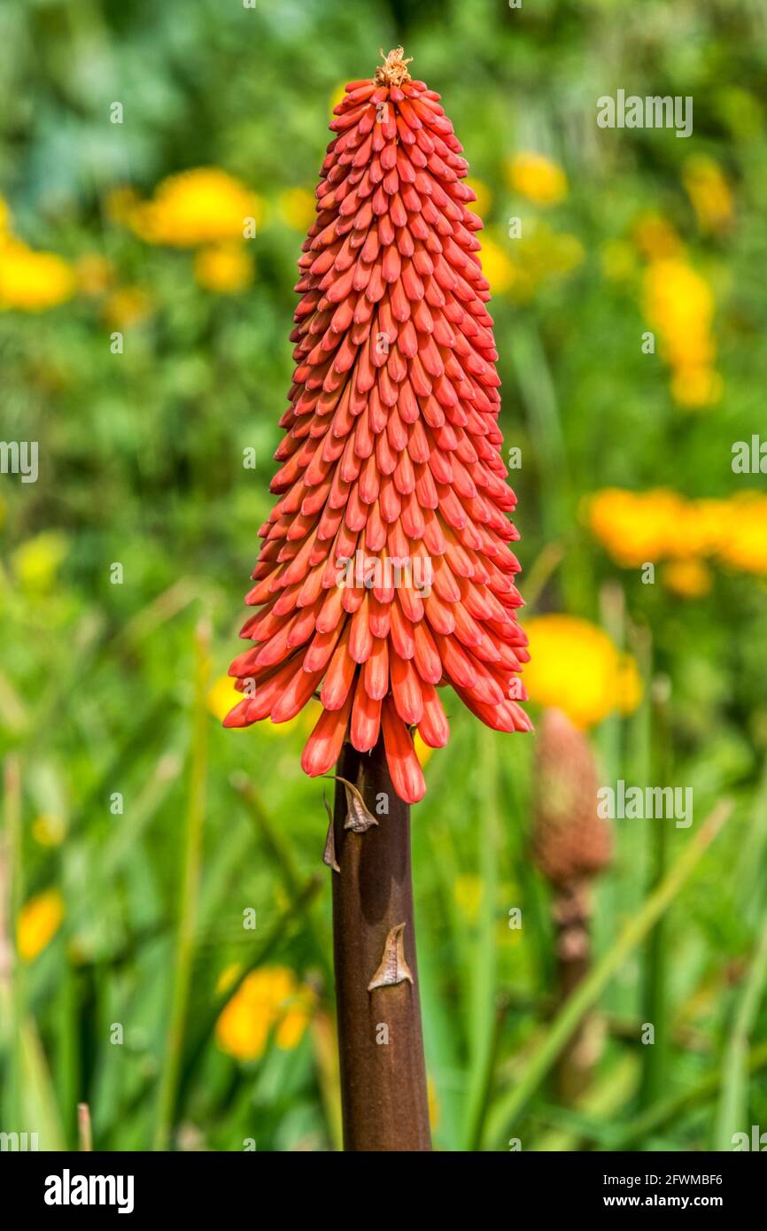 Poker rosso caldo, Kniphofia. Foto Stock